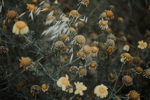 Bush of chamomile in the wild