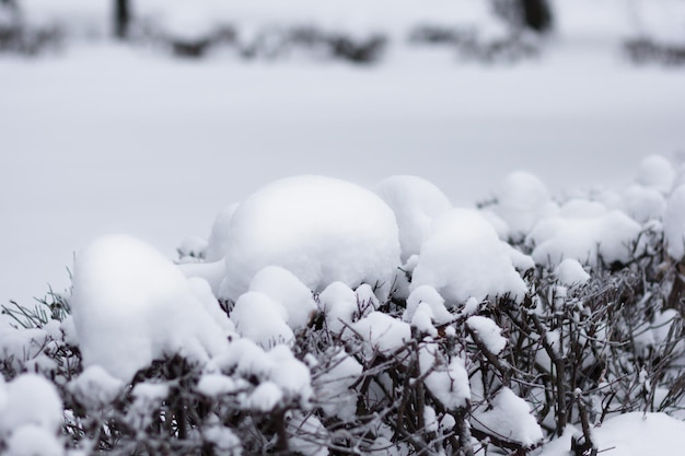 Bush covered with snow in snowy park