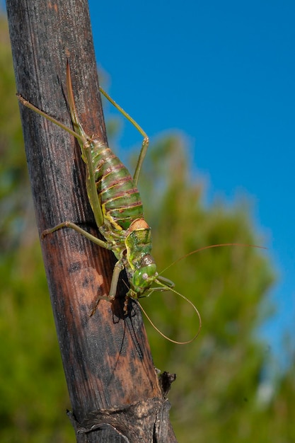 Bush cricket Ephippiger ephippiger Malaga Spain