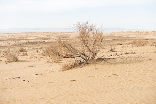 Photo bush in desert surrounded by sand