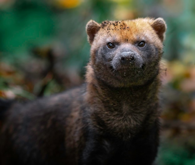 Bush dog