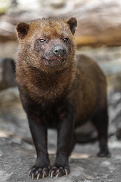 Bush dog