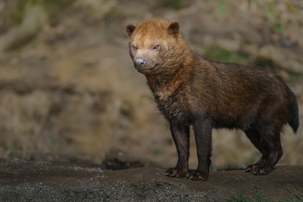 Bush dog