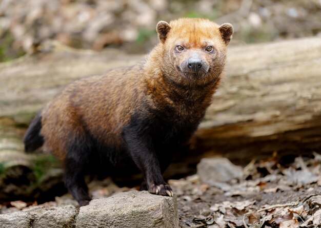 Bush dog