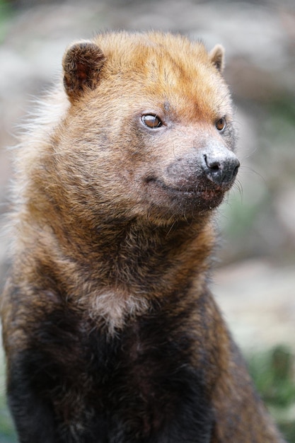 Bush dog