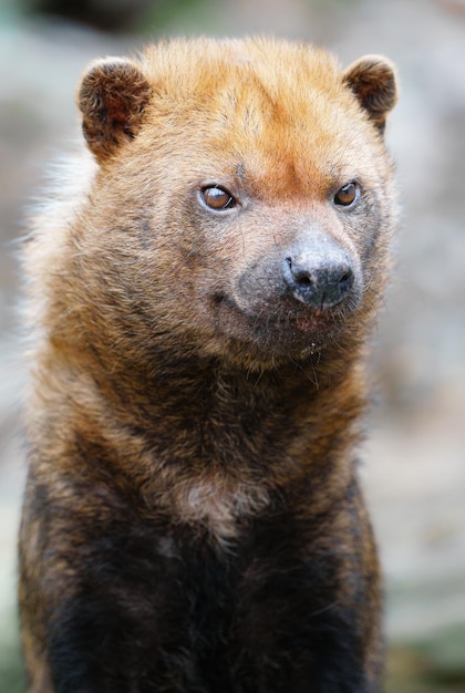 Bush dog