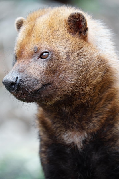 Bush dog