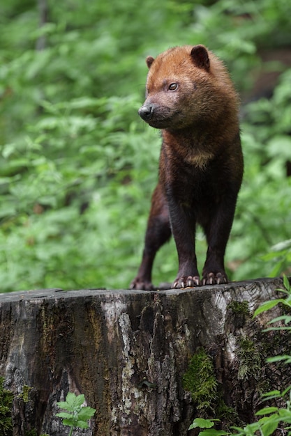 Bush dog