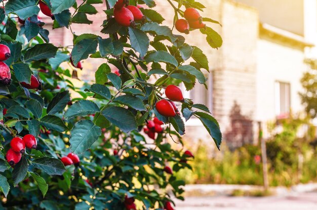 Bush of a dogrose in the rays of the sun in the evening green leaves red berries