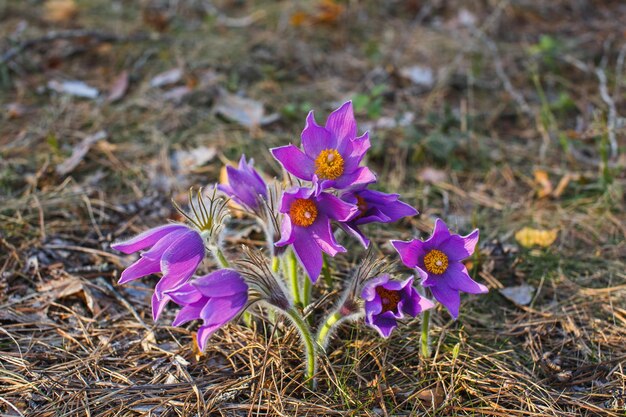 Bush eerste pasqueflower in het lentebos