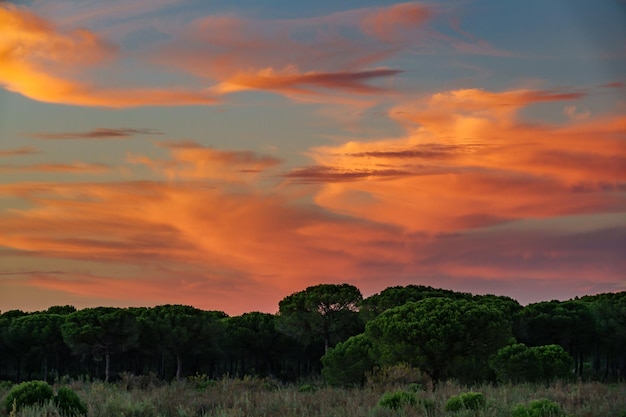 Bush en dennenbos in de schemering met feloranje wolken