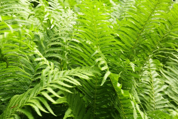 背景としてシダの茂み