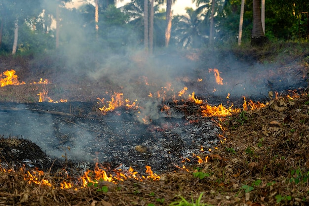 Bush fire in tropical forest in island Koh Phangan Thailand close up