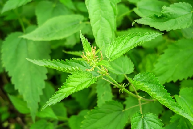 bush of flowering green nettle grows in the garden