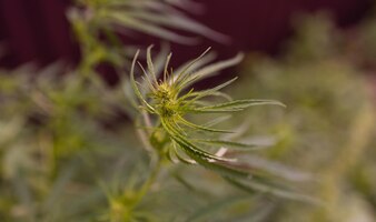 Буш цветущей травы конопли с семенами и цветами солнечный блеск фон концепция разведения марихуаны c