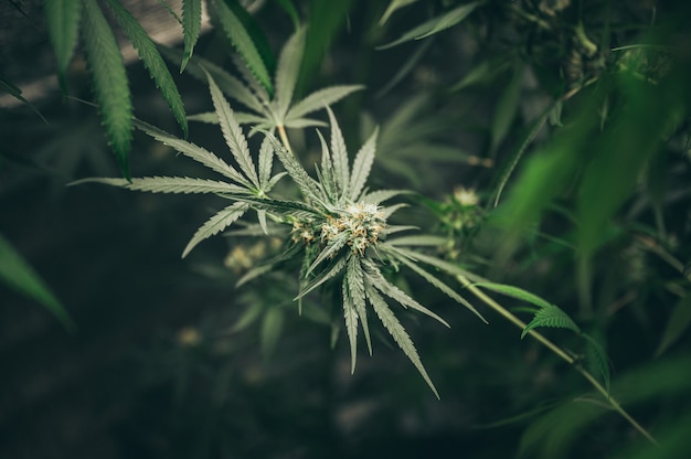 bush flowering herb hemp with seeds and flowers