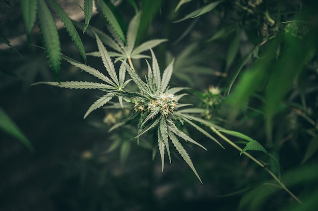 Bush Flowering herb hemp with seeds and flowers