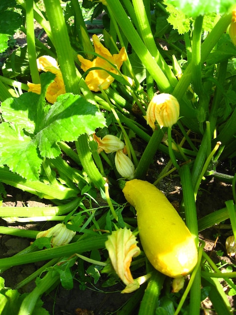 熟した黄色いスカッシュの花と果実の茂み