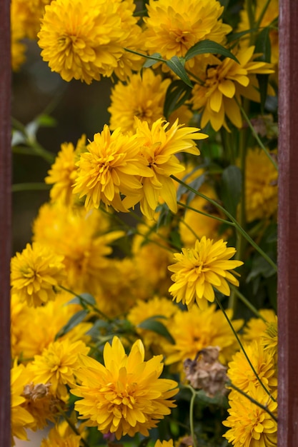 Bush flowers golden balls in the garden Beautiful landscape design Closeup Vertical