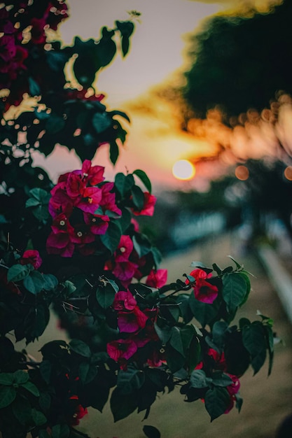 A bush of flowers with the sun setting behind it