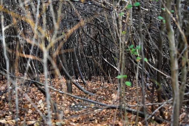 부시 숲의 전망은 숲에서 갈색 잎을 떨어뜨립니다.