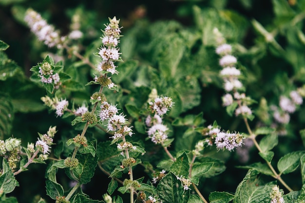 Bush of fragrant mint with inflorescence