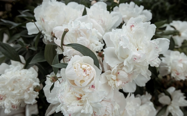 Bush of fresh blooming spring flowers peony close-up.