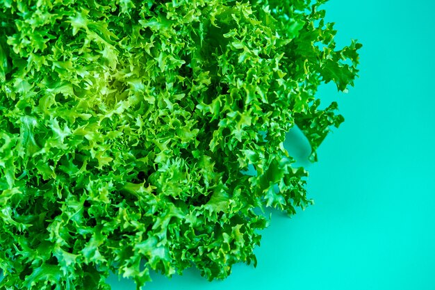 Bush of fresh green lettuce salad isolated