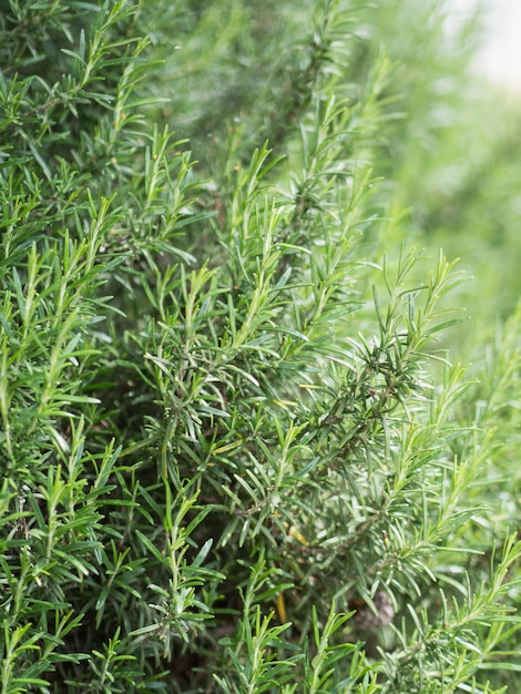 Photo bush of fresh green rosemary