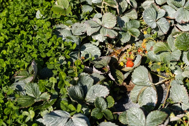 bush of fresh red strawberry