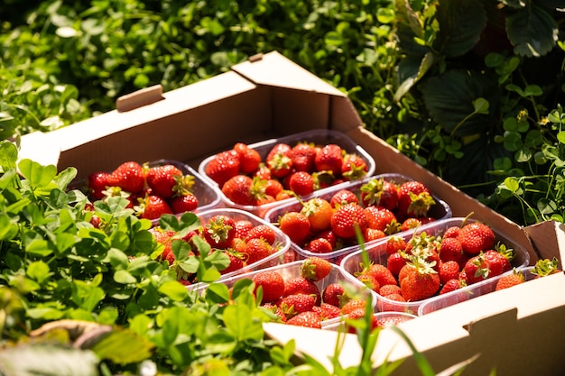 bush of fresh red strawberry