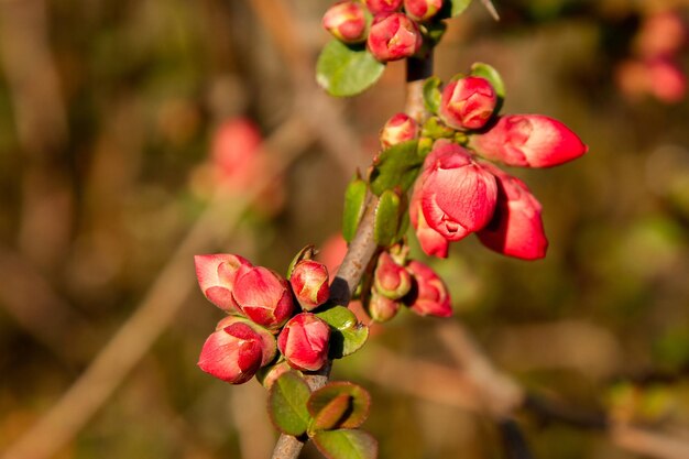 Bush in the garden blooming in red flowers