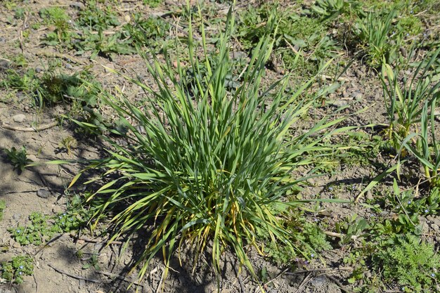 Photo bush of garlic in the garden leaves of garlic