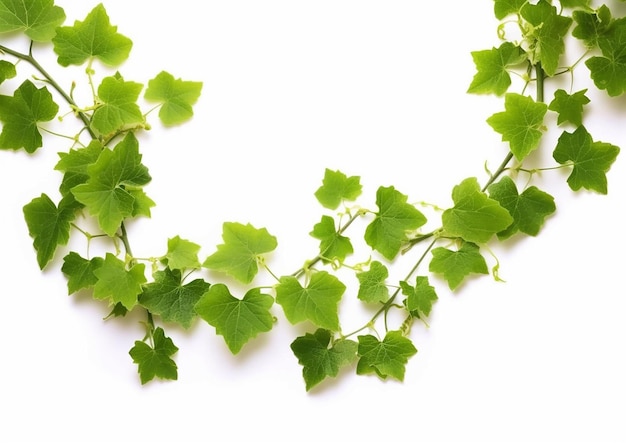 Bush grape or threeleaved wild vine liana ivy plant bush on a white background