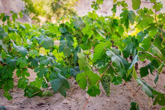 Bush of grape in a vineyard of Cappadocia, Turkey