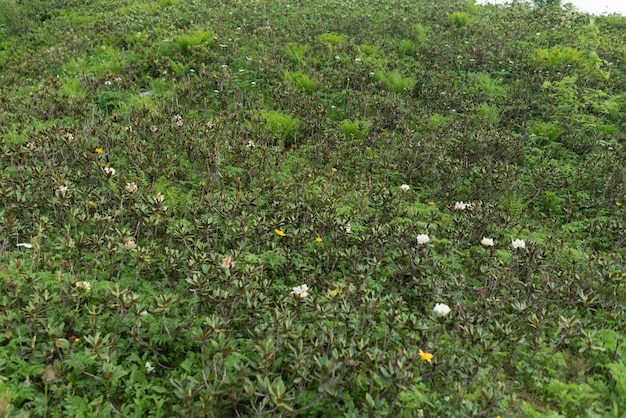 Bush green leaves background Natural tropical nature forest foliage