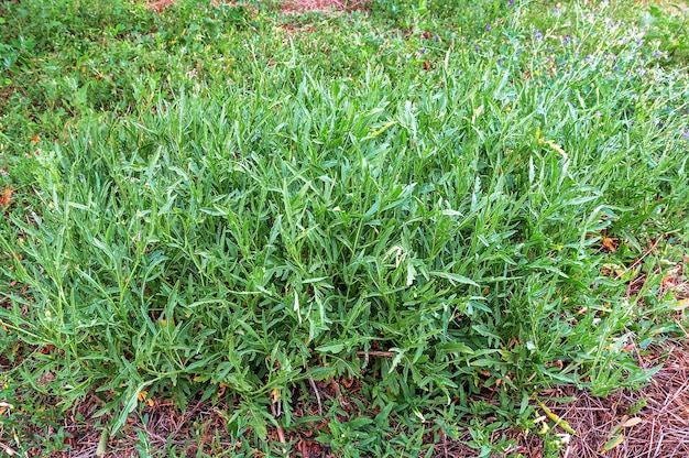 Foto cespuglio di rucola verde e lussureggiante