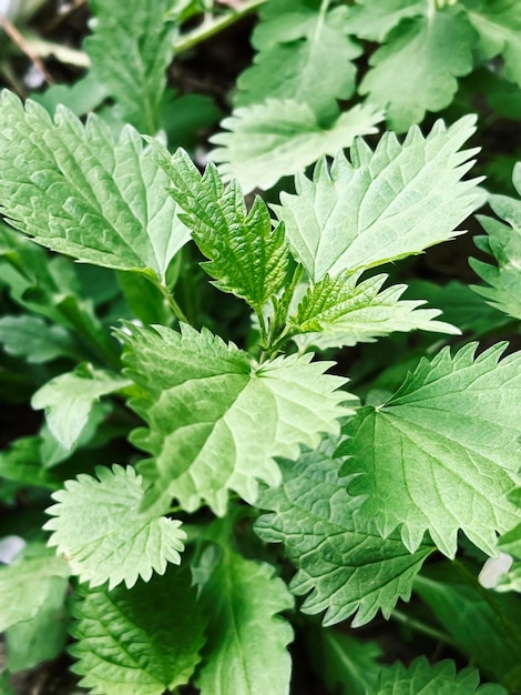 a bush of green nettle grows in the forest