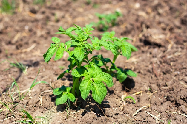 a bush of growing potatoes. growing garden vegetables. an irreplaceable food product.