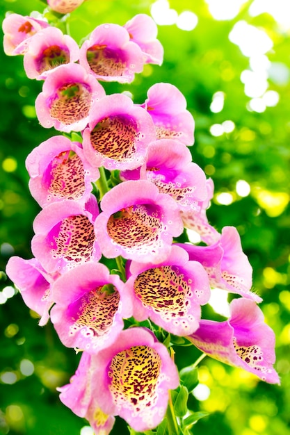 부시 높은 보라색 Foxglove Digitalis purpurea는 여름에 자랍니다.