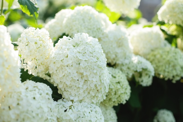 Un cespuglio di ortensie bellissimo sfondo floreale luminoso umore estivo