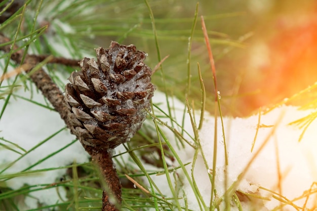 Bush is covered with snow winter pine tree branches covered with snow frozen tree branch in winter f