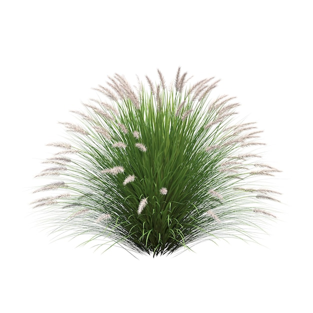 Photo bush isolated on white background, 3d illustration, cg render