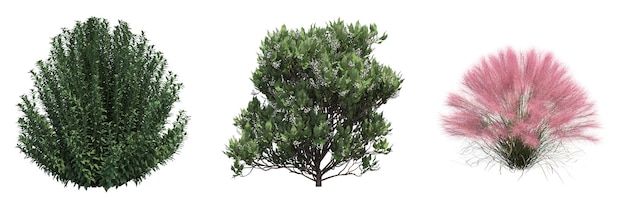 bush isolated on white background, 3D illustration, cg render