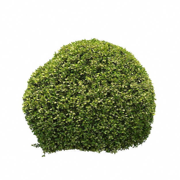 bush isolated on white background, 3D illustration, cg render