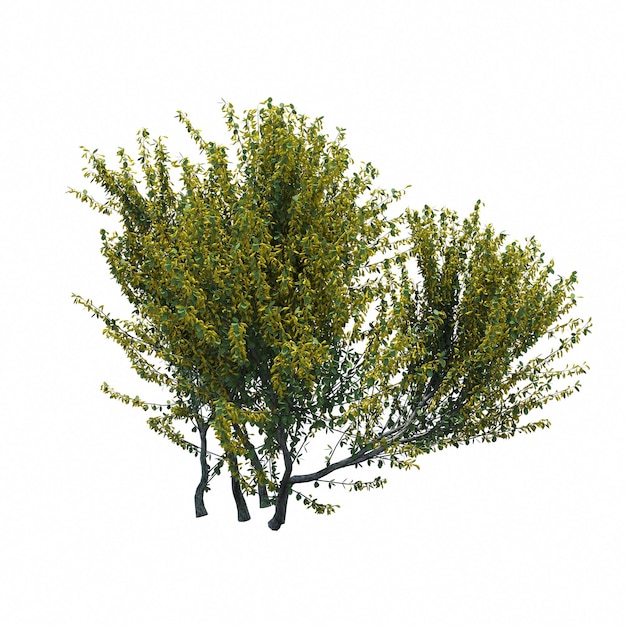 bush isolated on white background, 3D illustration, cg render