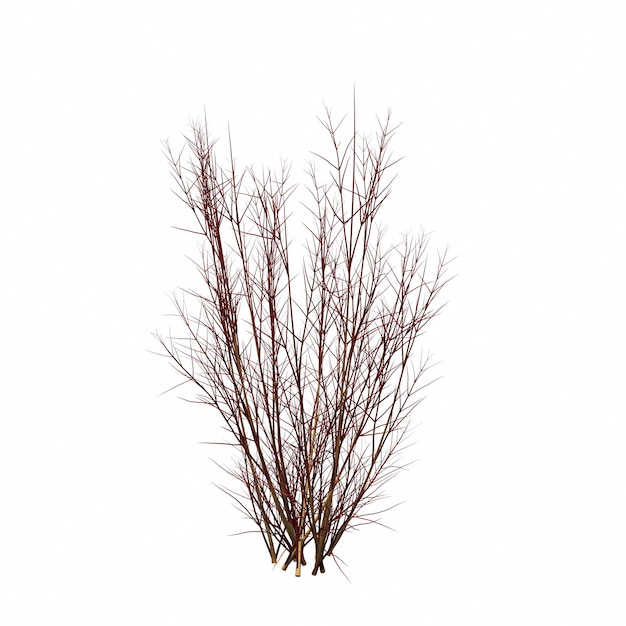 bush isolated on white background, 3D illustration, cg render