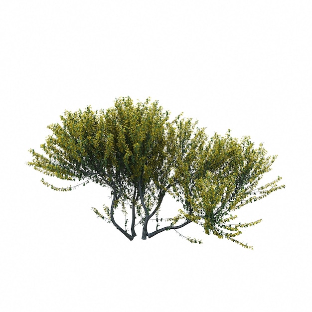 bush isolated on white background, 3D illustration, cg render