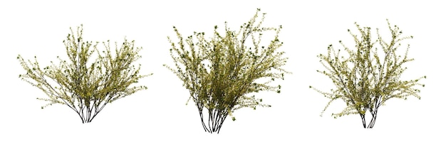 bush isolated on white background, 3D illustration, cg render