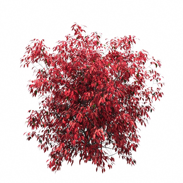 bush isolated on white background, 3D illustration, cg render